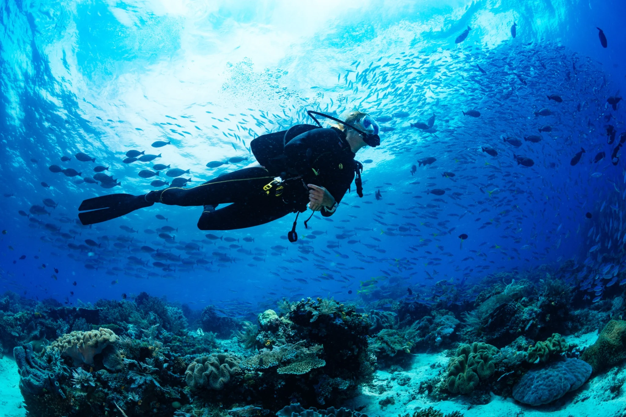 Scuba diving among tropical marine life.